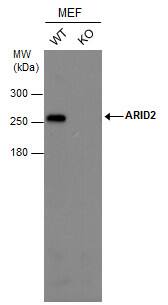 ARID2 Antibody (7311) - Azide and BSA Free