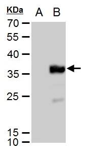 DYKDDDDK Epitope Tag Antibody (231)