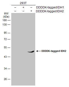 IDH2 Antibody (673) - Azide and BSA Free