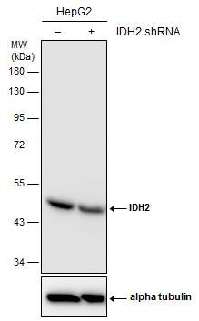 IDH2 Antibody (673) - Azide and BSA Free