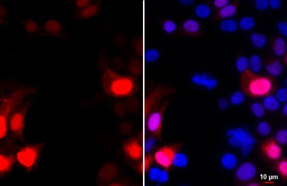 GFP Antibody (859) - Azide and BSA Free