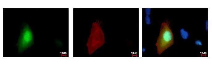 GFP Antibody (859) - Azide and BSA Free