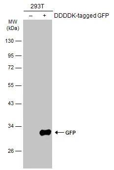 GFP Antibody (859) - Azide and BSA Free