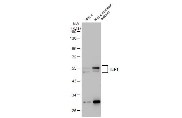 TEAD1 Antibody (13112)