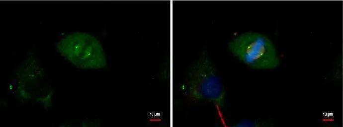 gamma Tubulin Antibody (4511) - Azide and BSA Free