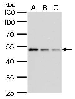 gamma Tubulin Antibody (4511) - Azide and BSA Free