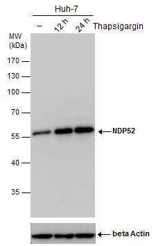 NDP52 Antibody (1813) - Azide and BSA Free