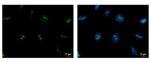 PAF49 Antibody (7212) - Azide and BSA Free