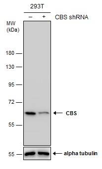 CBS Antibody (519) - Azide and BSA Free