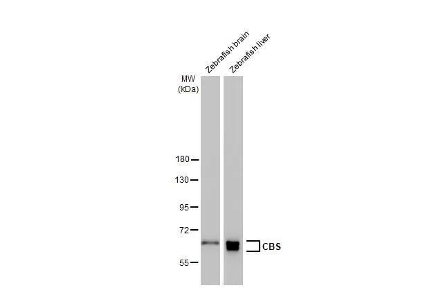 CBS Antibody (519) - Azide and BSA Free