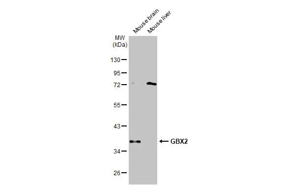GBX2 Antibody