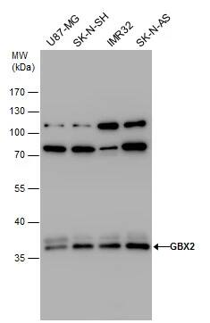 GBX2 Antibody