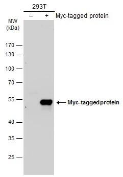 Myc Epitope Tag Antibody (2)