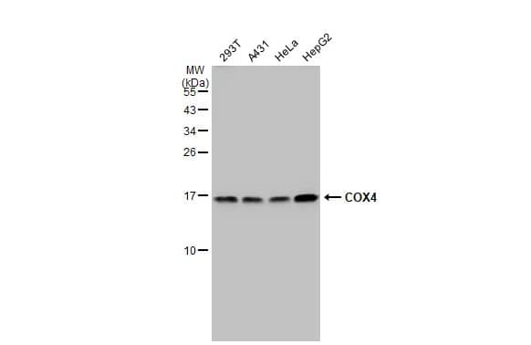 COX4 Antibody (6310)