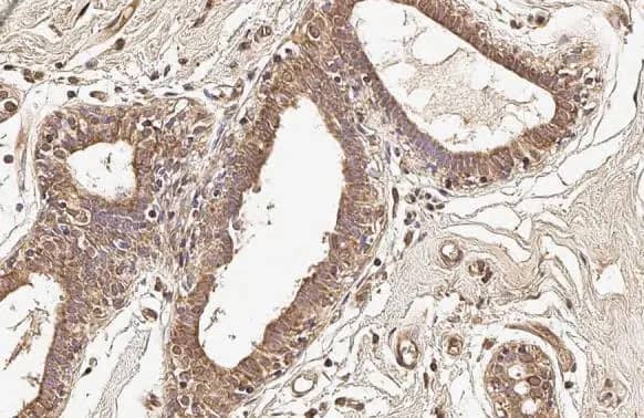 COX4 Antibody (6310)