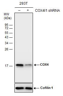 COX4 Antibody (6310) - Azide and BSA Free