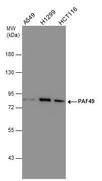 PAF49 Antibody (635) - Azide and BSA Free