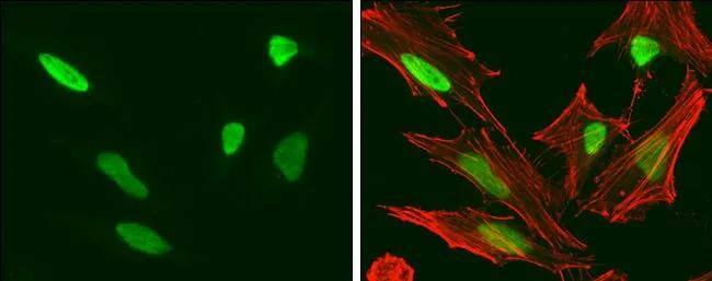 HMGA2 Antibody (763) - Azide and BSA Free