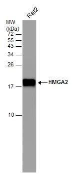 HMGA2 Antibody (763) - Azide and BSA Free