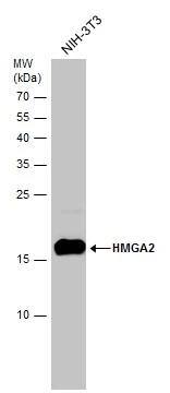 HMGA2 Antibody (763) - Azide and BSA Free