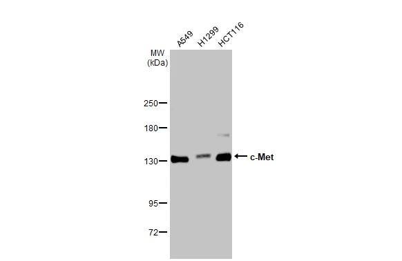 HGFR/c-MET Antibody (556) - Azide and BSA Free
