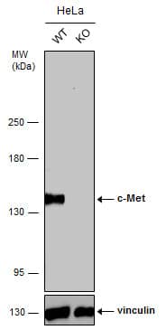 HGFR/c-MET Antibody (556) - Azide and BSA Free