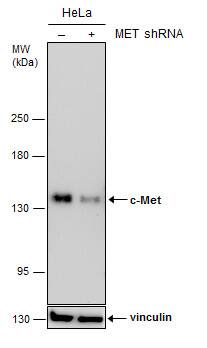 HGFR/c-MET Antibody (556) - Azide and BSA Free