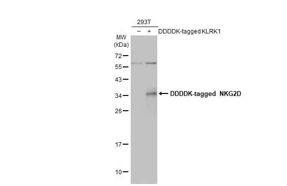 NKG2D/CD314 Antibody