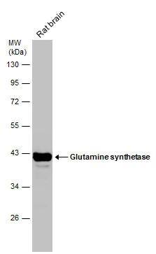 Glutamine Synthetase Antibody (1055) - Azide and BSA Free