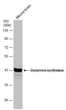 Glutamine Synthetase Antibody (1055) - Azide and BSA Free