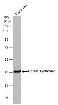 CS Citrate Synthase Antibody (1761) - Azide and BSA Free