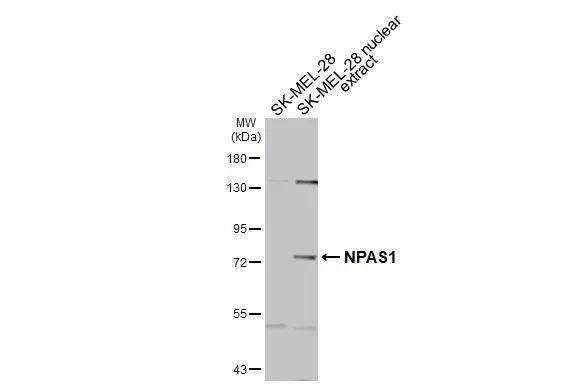 NPAS1 Antibody - BSA Free