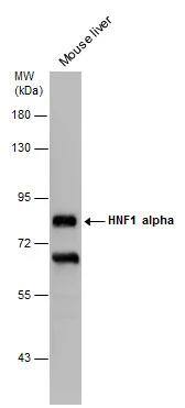 HNF1 Antibody (4110) - Azide and BSA Free