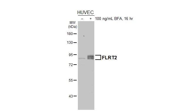 FLRT2 Antibody - BSA Free