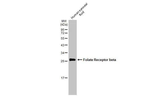 FOLR2 Antibody