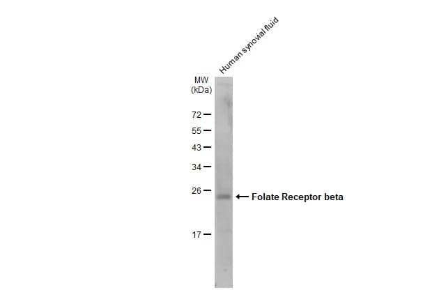 FOLR2 Antibody - BSA Free