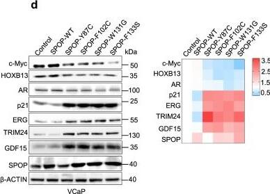 HOXB13 Antibody