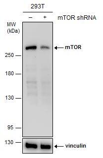 TOR/mTOR Antibody (6611) - Azide and BSA Free