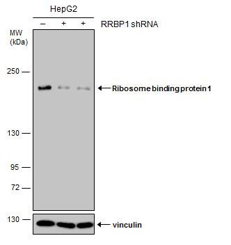 RRBP1 Antibody (1611) - Azide and BSA Free