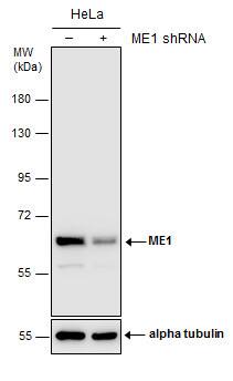 ME1 Antibody (15611) - Azide and BSA Free