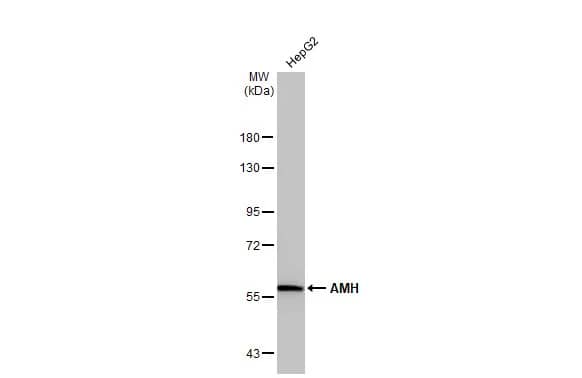 MIS/AMH Antibody