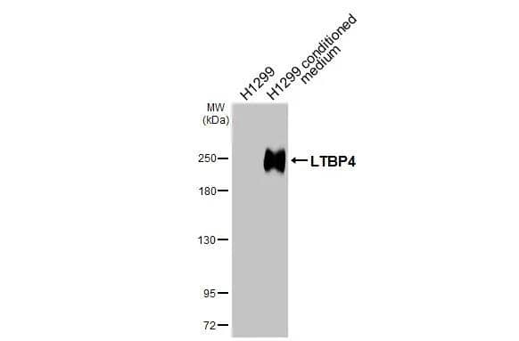 Latent TGF-beta bp4 Antibody - BSA Free