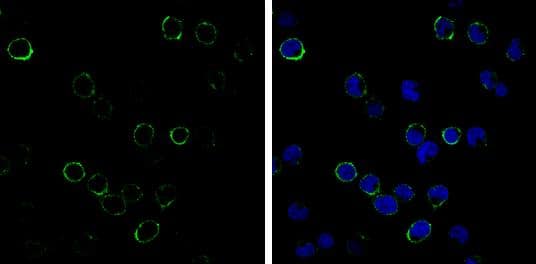 CD3 Antibody (13) - Azide and BSA Free