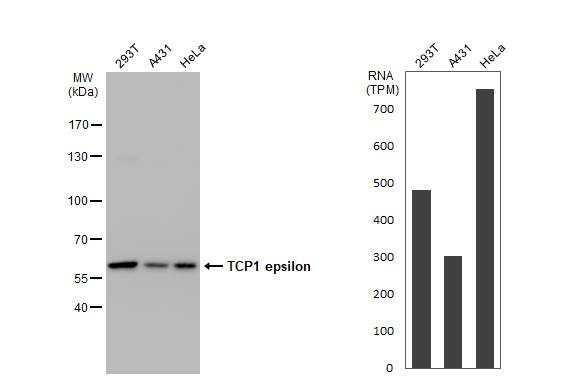 CCT5 Antibody (639) - Azide and BSA Free