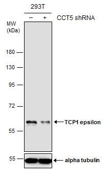 CCT5 Antibody (639) - Azide and BSA Free