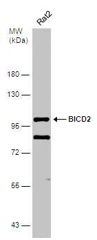 BICD2 Antibody (10811) - Azide and BSA Free