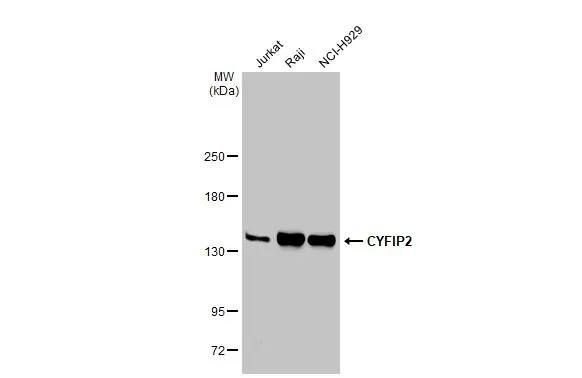 CYFIP2 Antibody