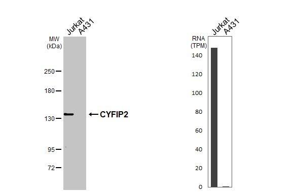 CYFIP2 Antibody - BSA Free
