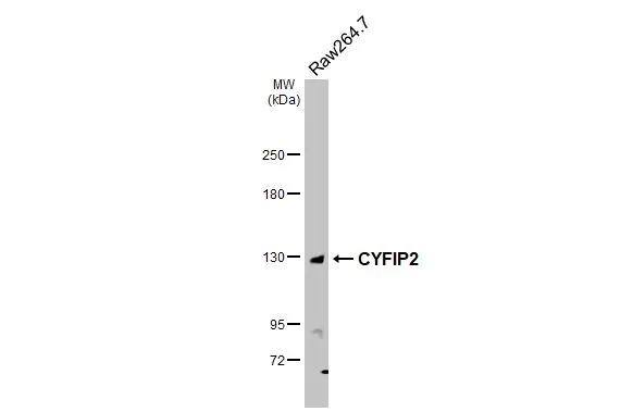CYFIP2 Antibody - BSA Free