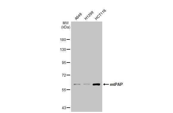 PAPD1 Antibody (1D3) - Azide and BSA Free